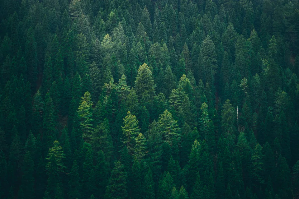 Sunlight reaching a green forest floor